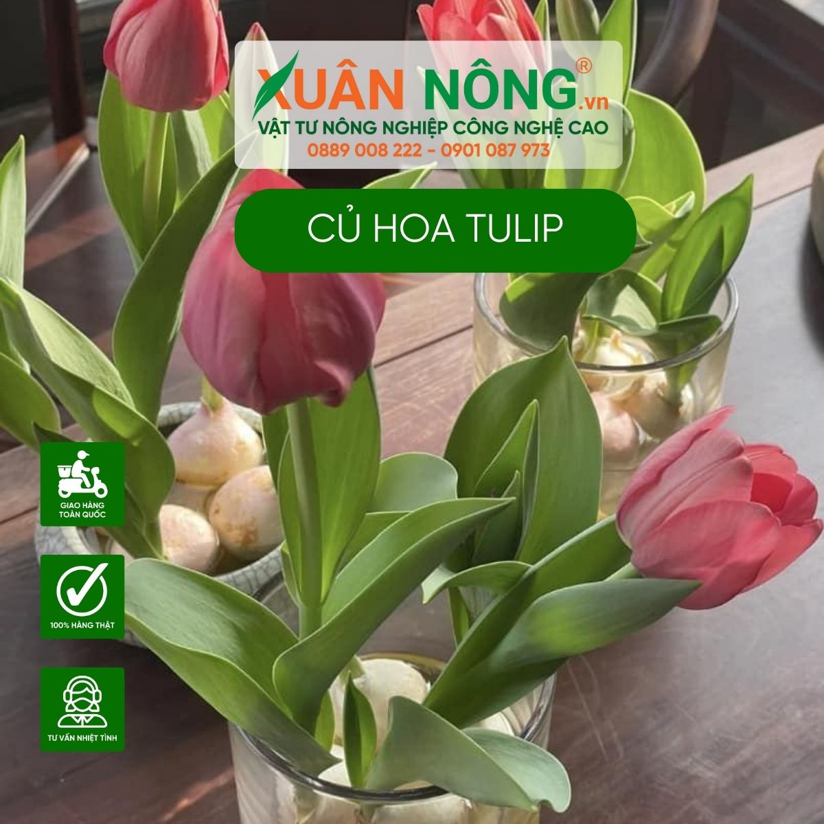 cu-hoa-tulip-nen-trong-nhu-the-nao