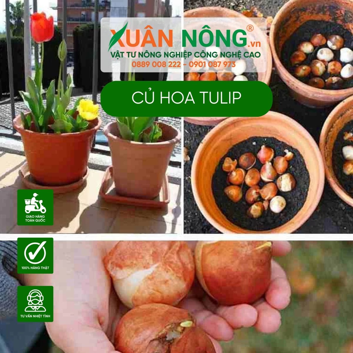 cu-hoa-tulip-trong-duoc-may-lan