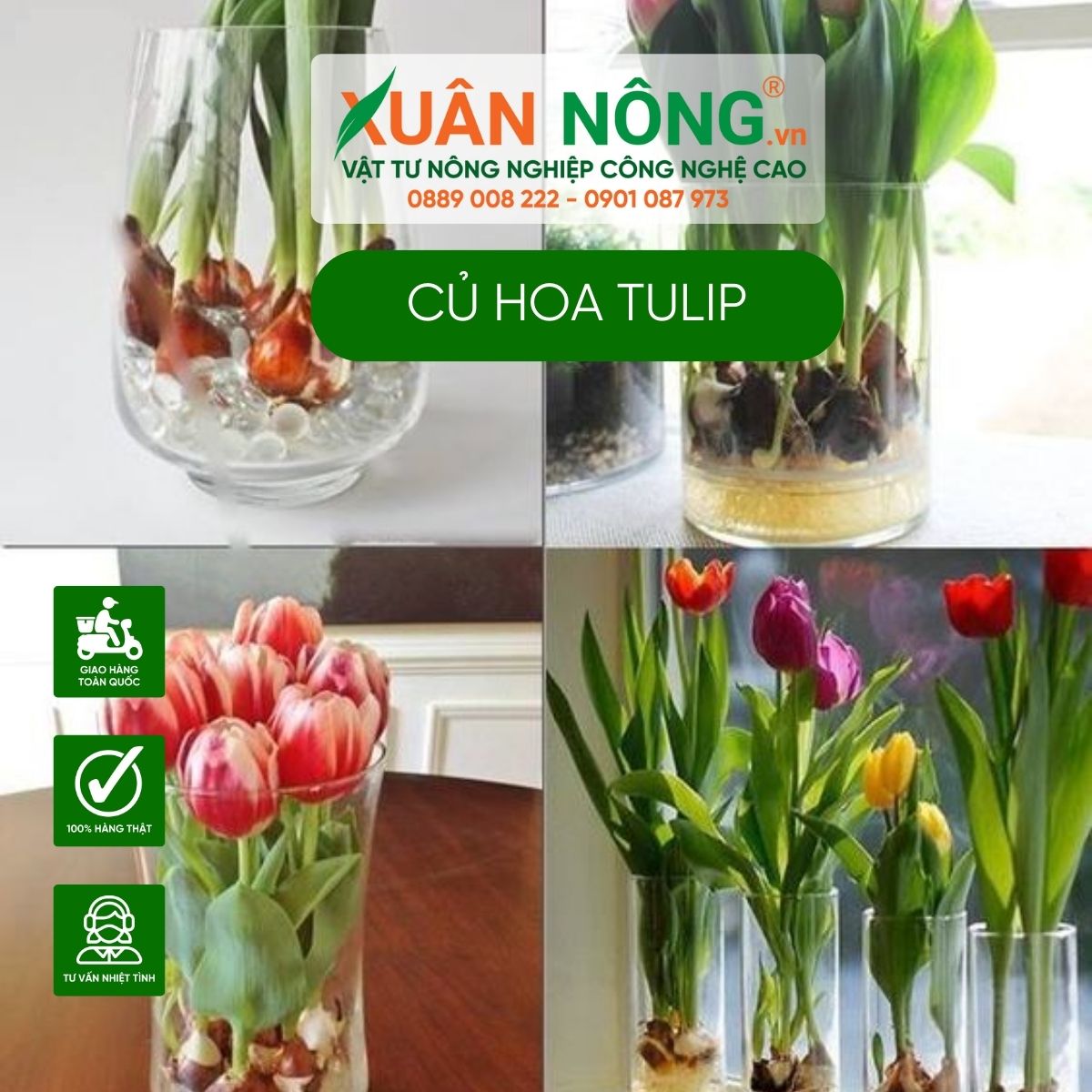 cu-hoa-tulip-trong-trong-nuoc