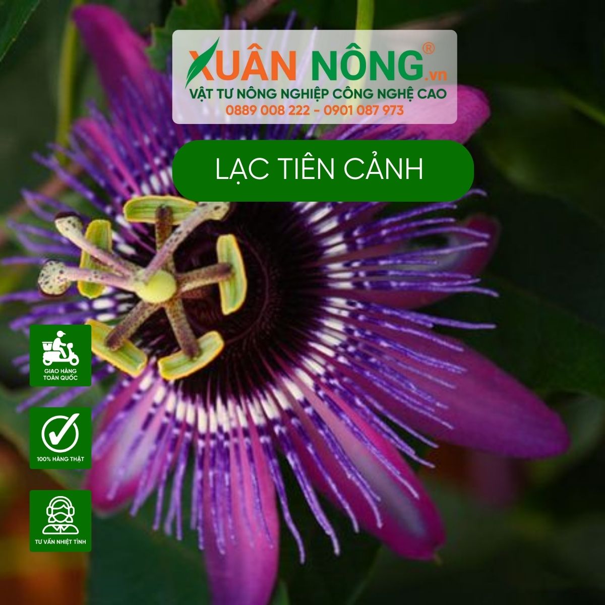 dac-diem-noi-bat-hoa-lac-tien-canh