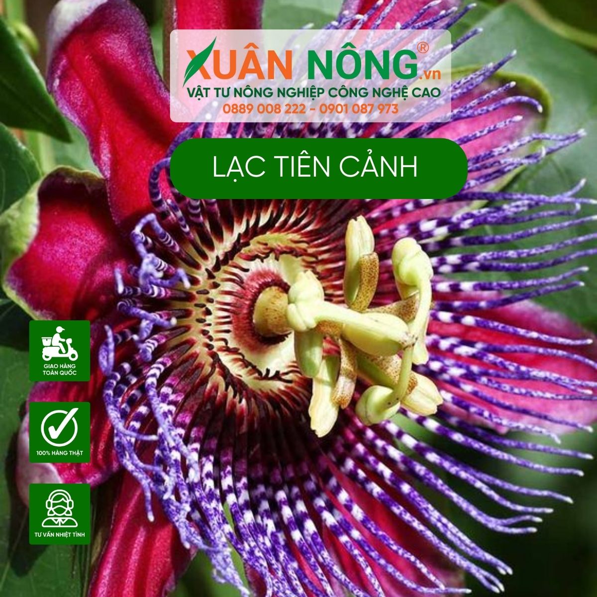 hoa-la-tien-canh-co-nhieu-tac-dung