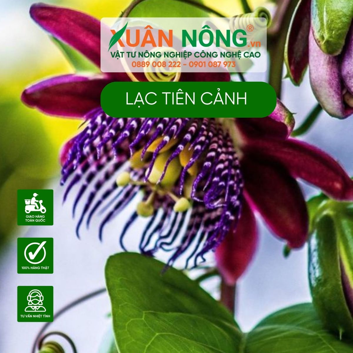 hoa-lac-tien-canh-trong-trong-nha