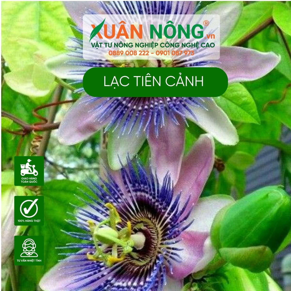 hoa-lac-tien-canh