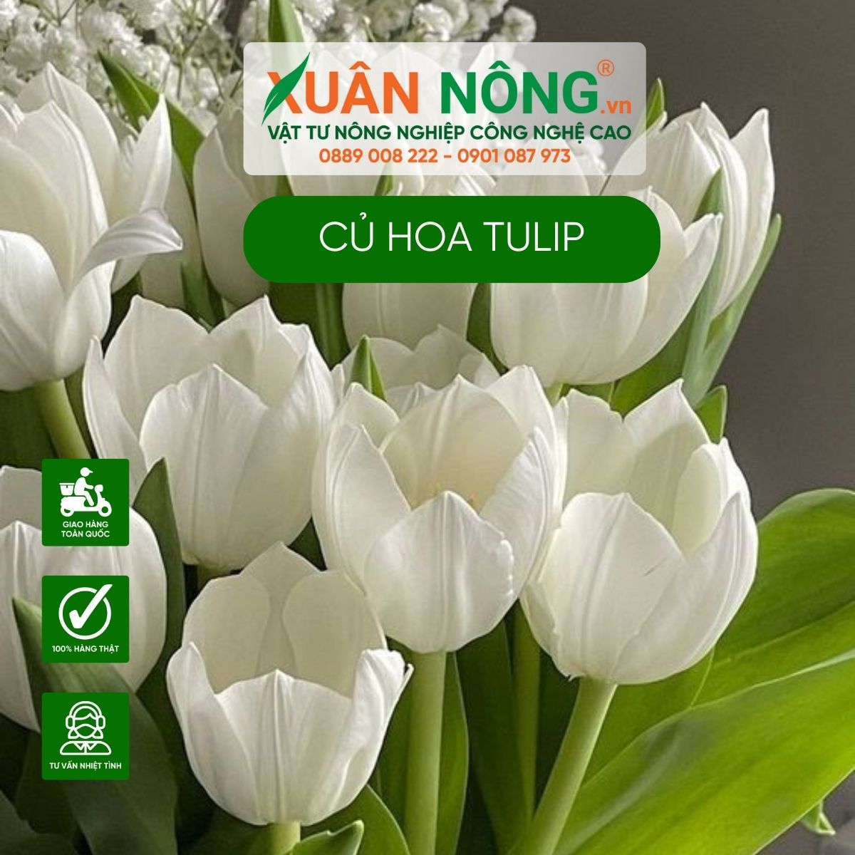 hoa-tulip-trang