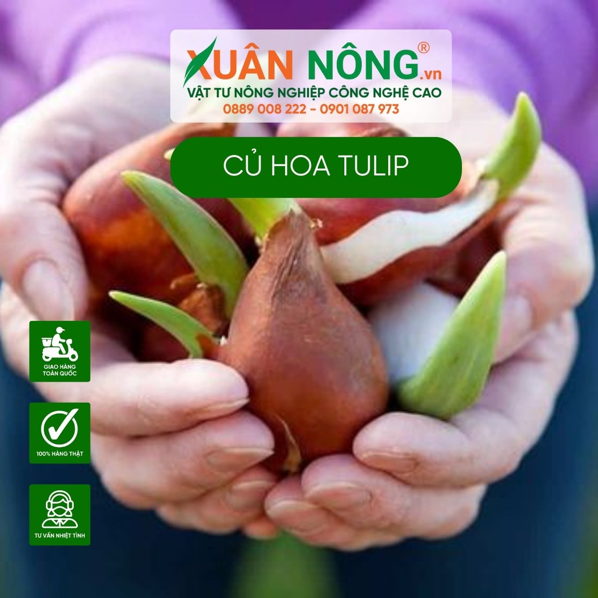 huong-dan-cach-trong-hoa-tulip-bang-cu