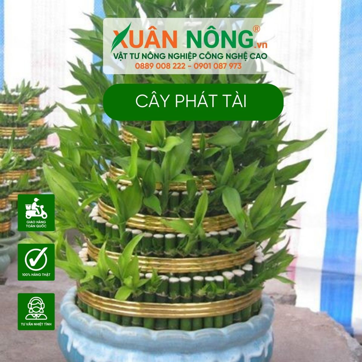 ky-thuat-trong-cay-phat-tai