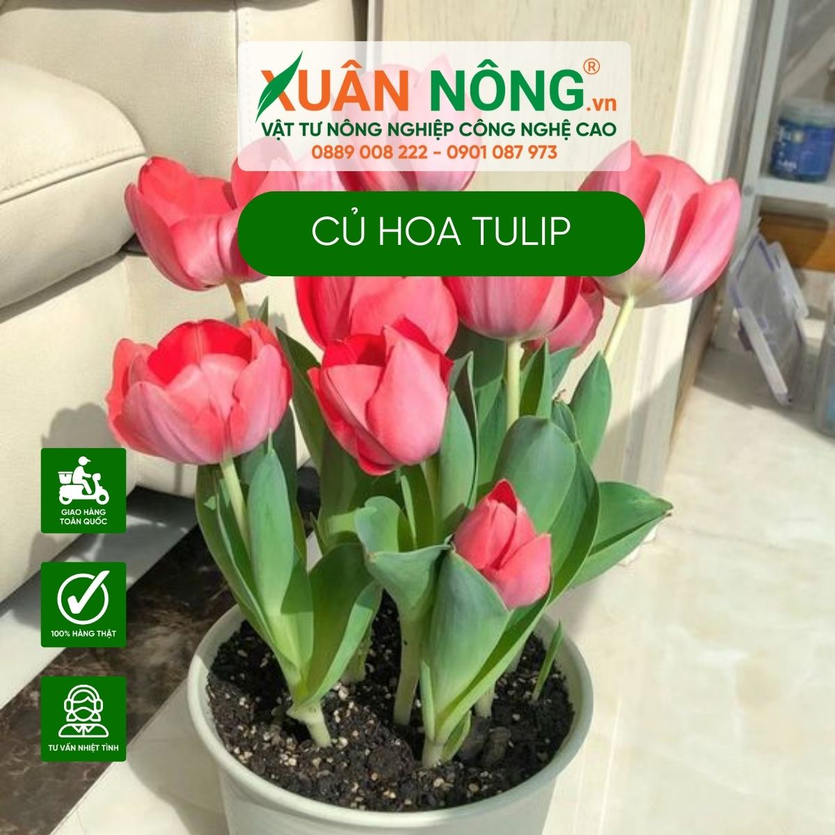 luu-y-cach-trong-hoa-tulip-bang-cu