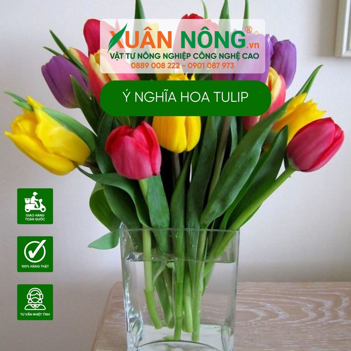 nguon-goc-y-nghia-hoa-tulip