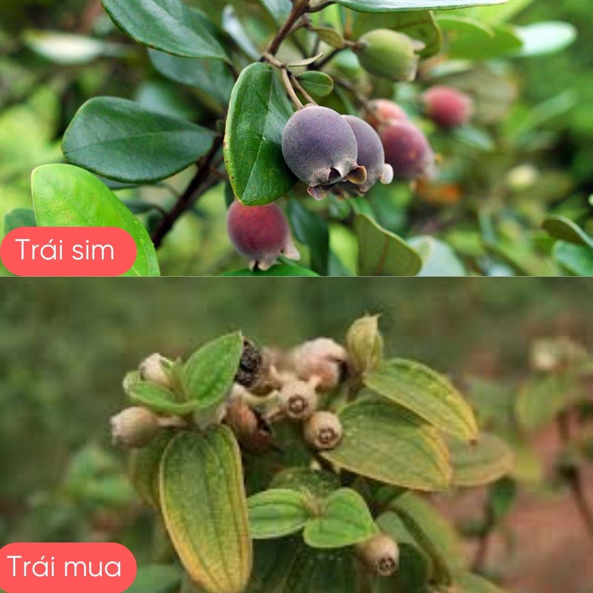 phan-biet-trai-sim-trai-mua