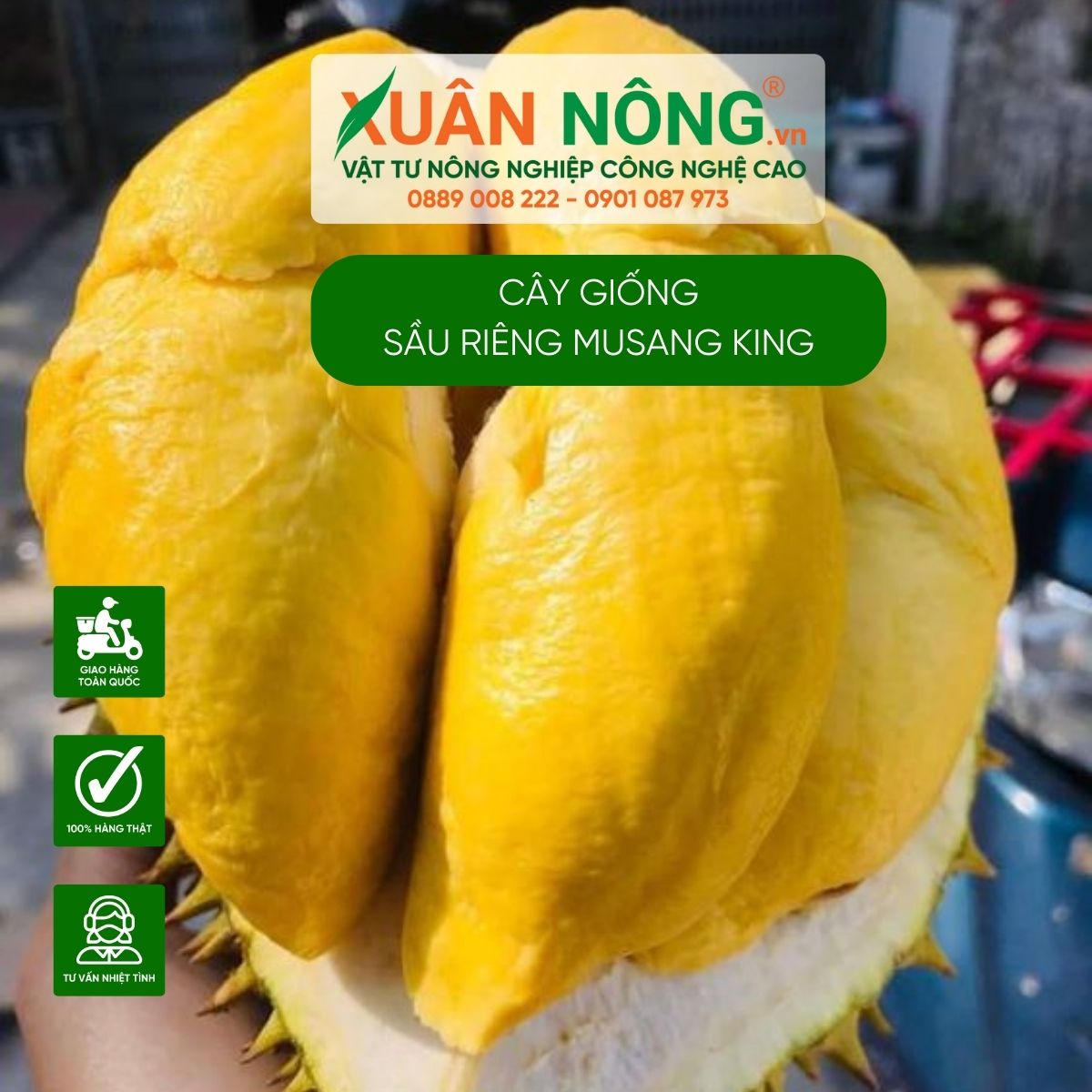 sau-rieng-musaking-ngon-ngot