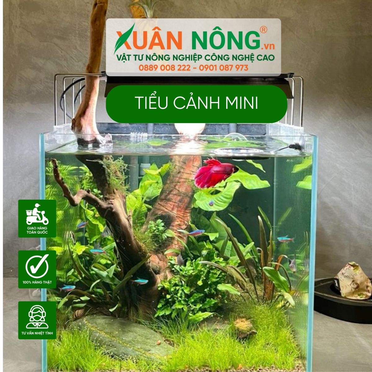 tieu-canh-mini-nuoi-ca