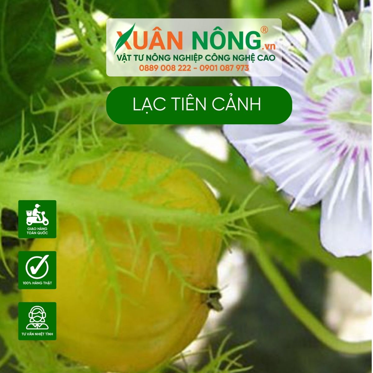 trai-lac-tien-canh