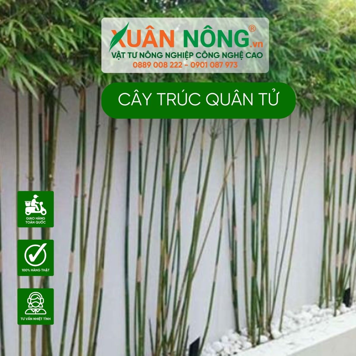 truc-quan-tu-cuc-dep