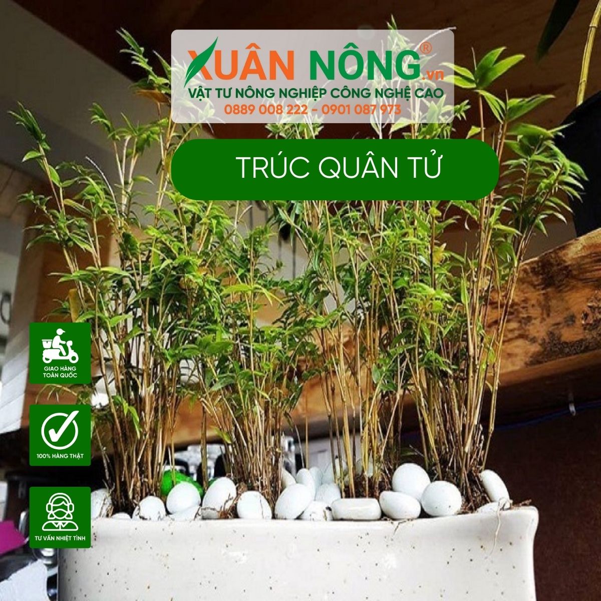 truc-quan-tu-mini