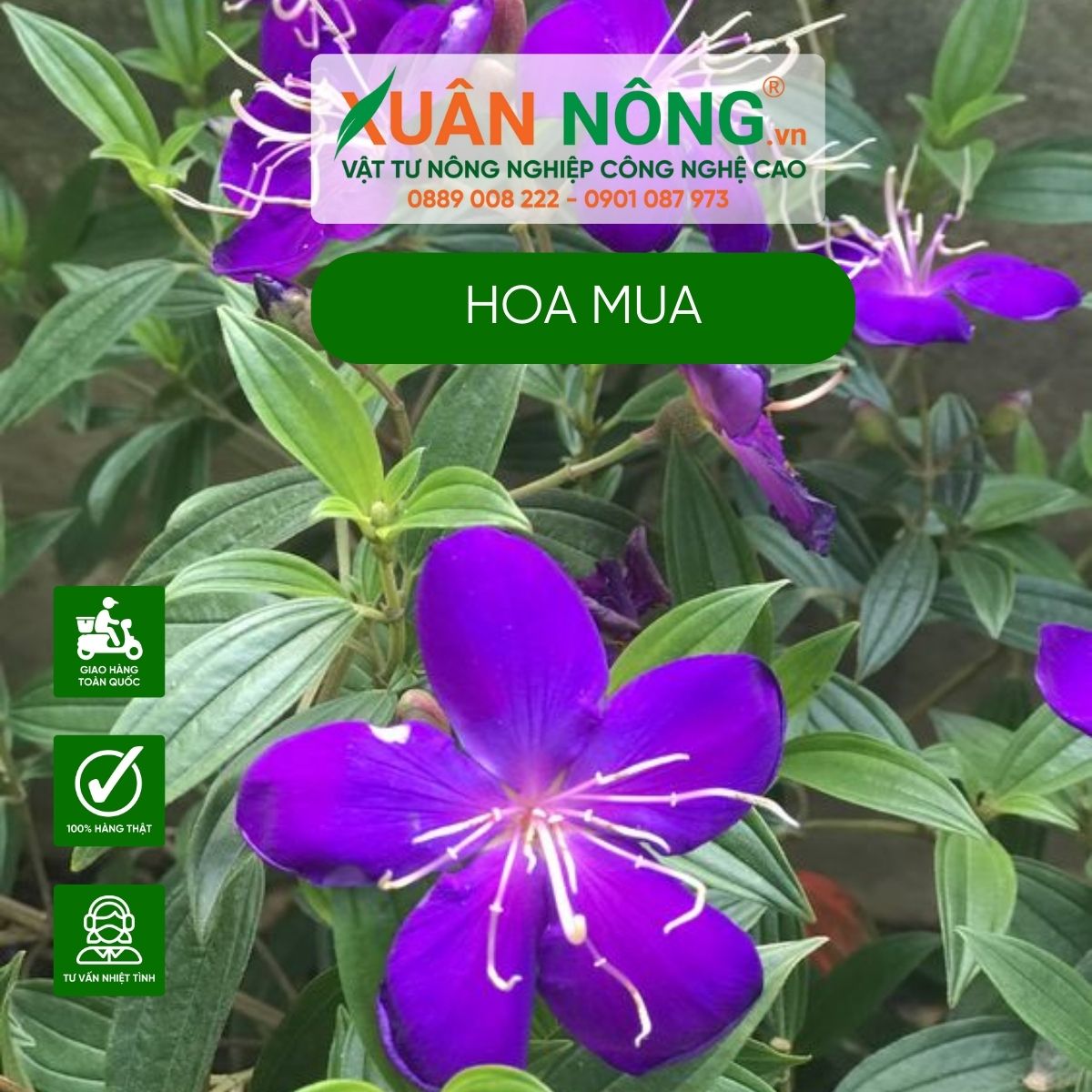 y-nghia-hoa-mua