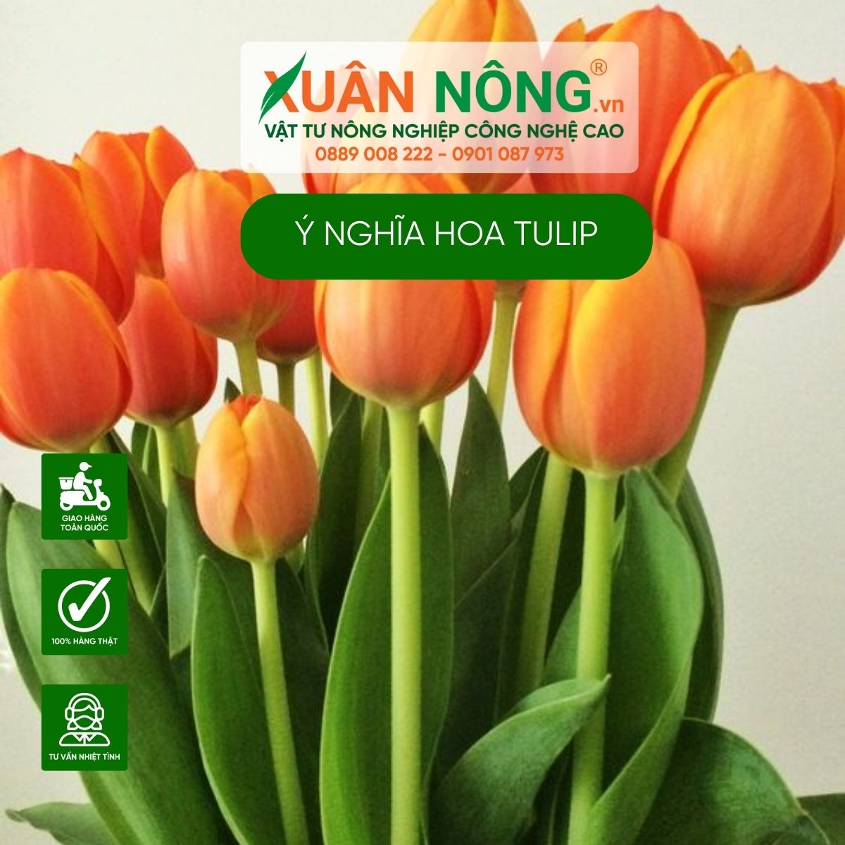 y-nghia-hoa-tulip-cam