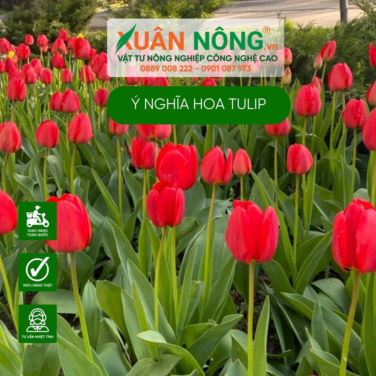 y-nghia-hoa-tulip-do