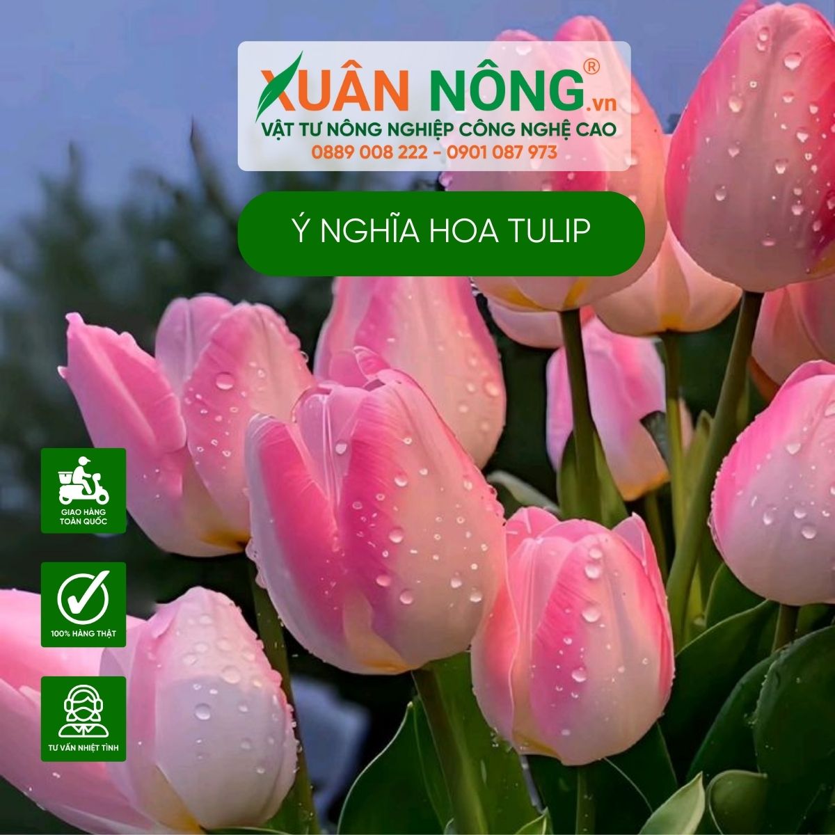 y-nghia-hoa-tulip-hong