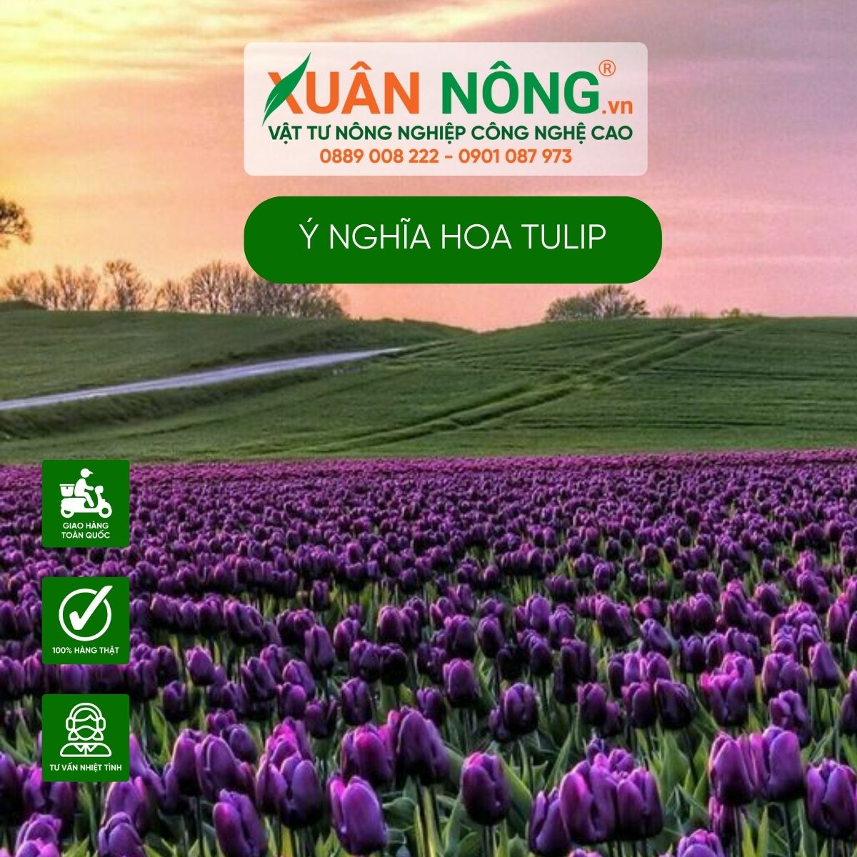 y-nghia-hoa-tulip-tim