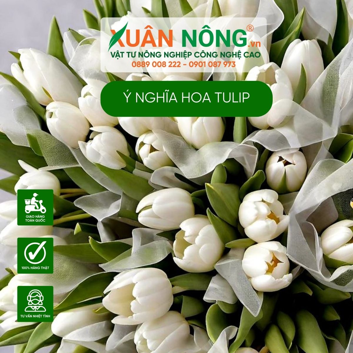 y-nghia-hoa-tulip-trang