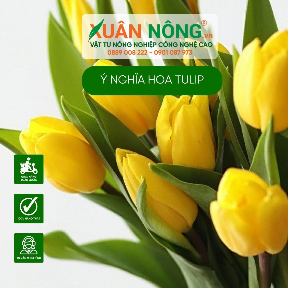 y-nghia-hoa-tulip-vang