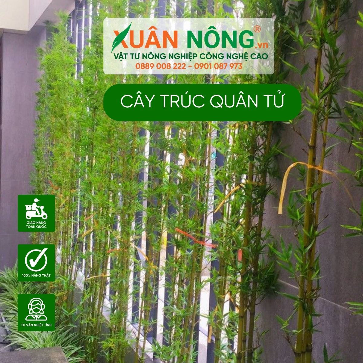 y-nghia-truc-quan-tu