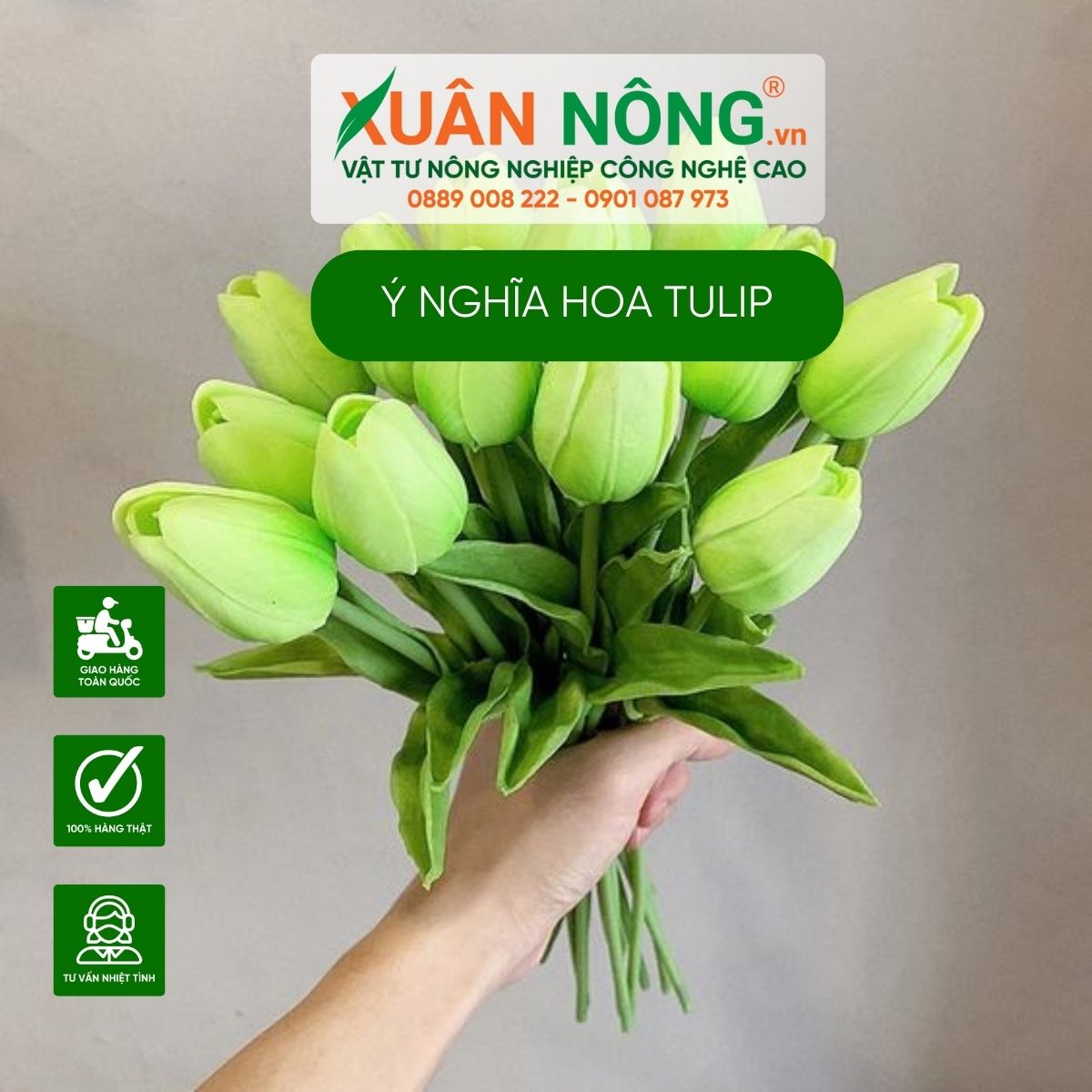 y-nghia-tulip-xanh-la