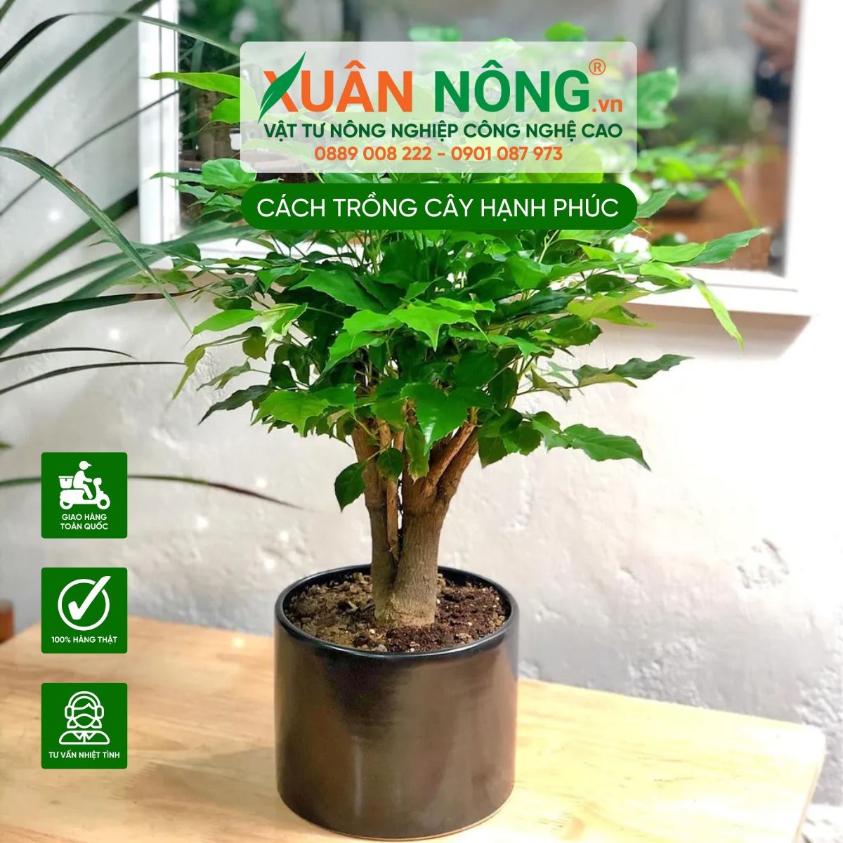 Công dụng của cây