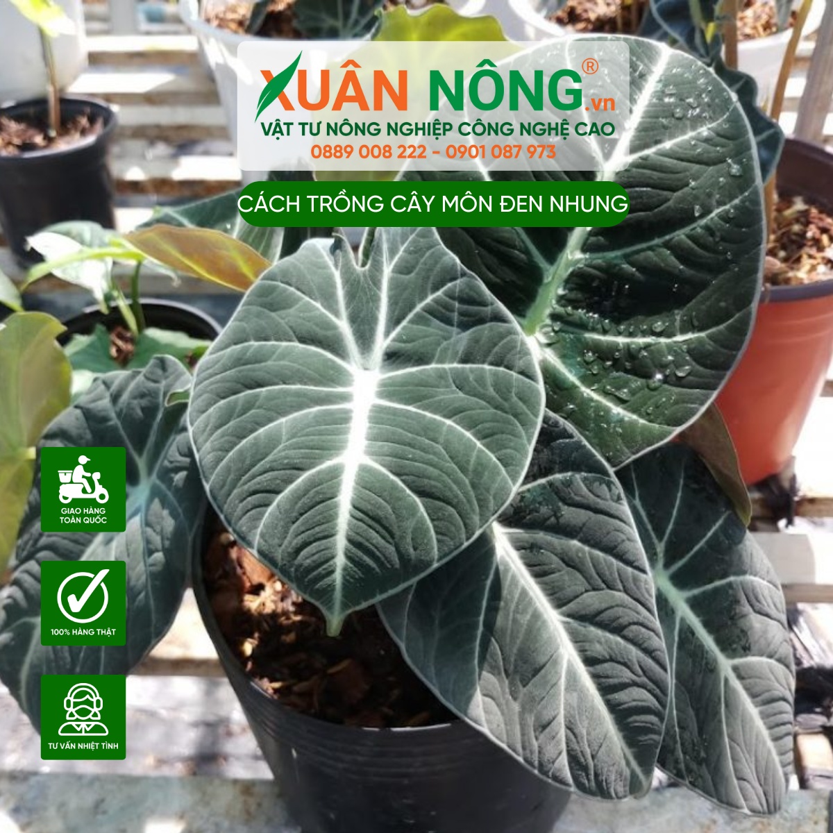 Công dụng của cây Môn Nhung Đen (Alocasia Black Velvet)