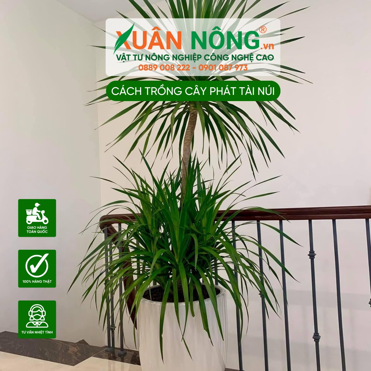 Công dụng của cây Phát Tài Núi