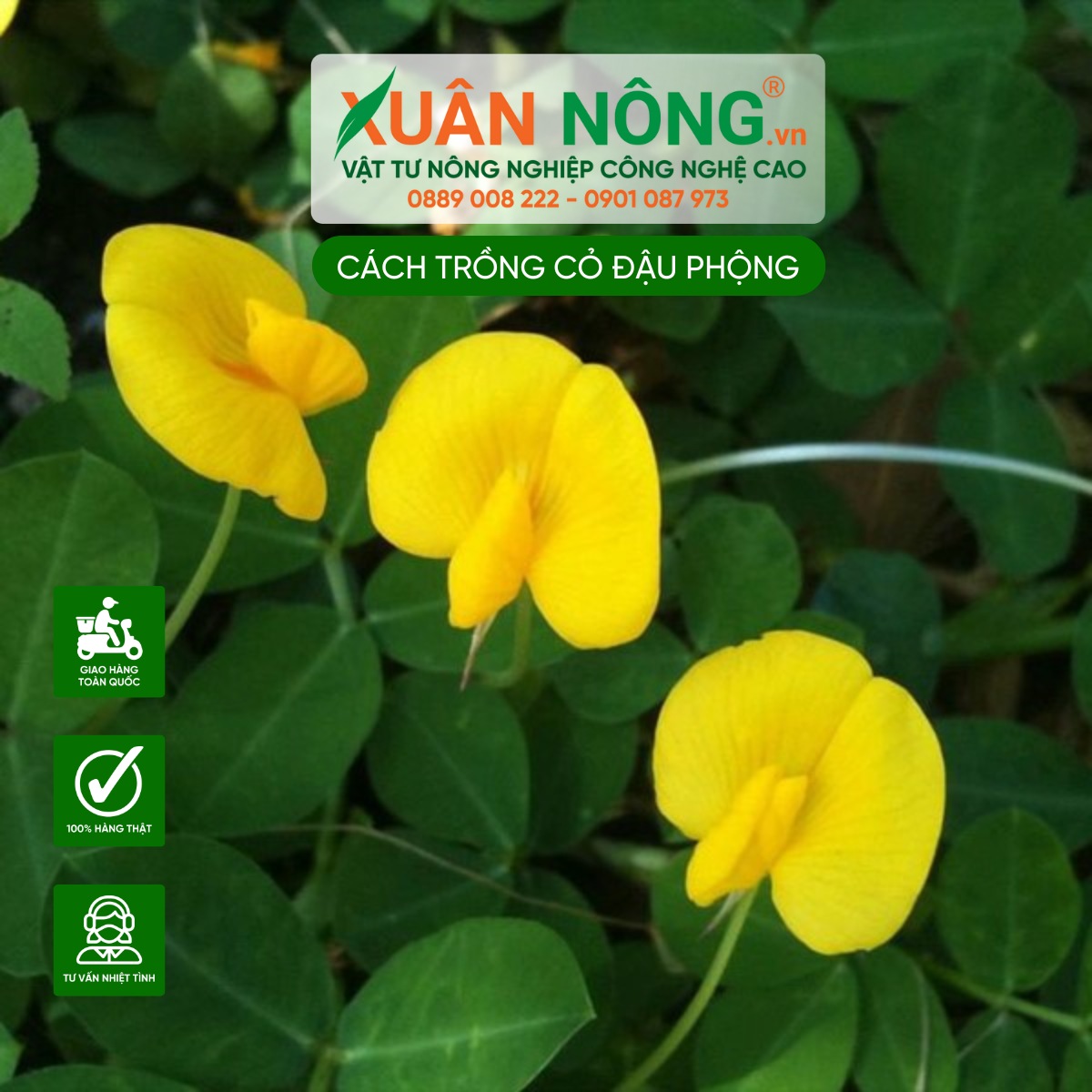 Đặc điểm cỏ Đậu Phộng