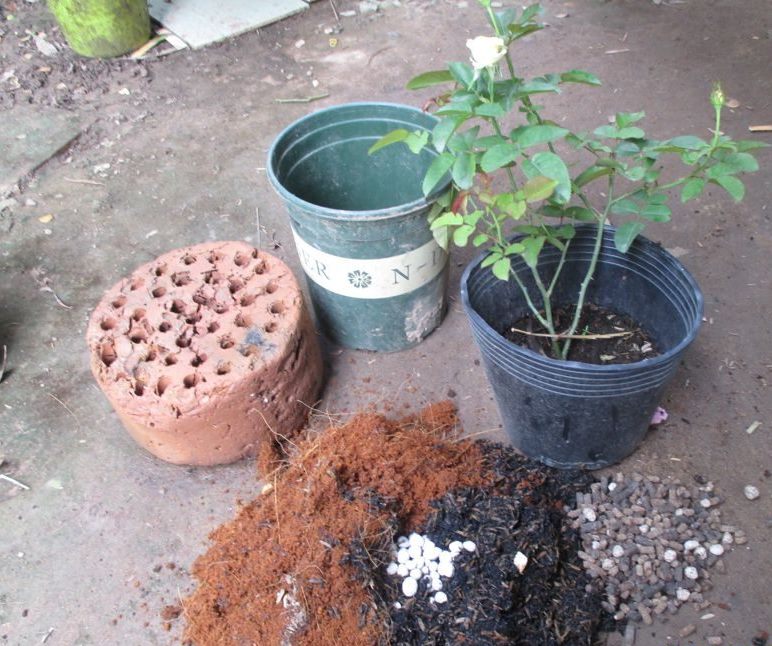 cách trộn tro trấu trồng cây