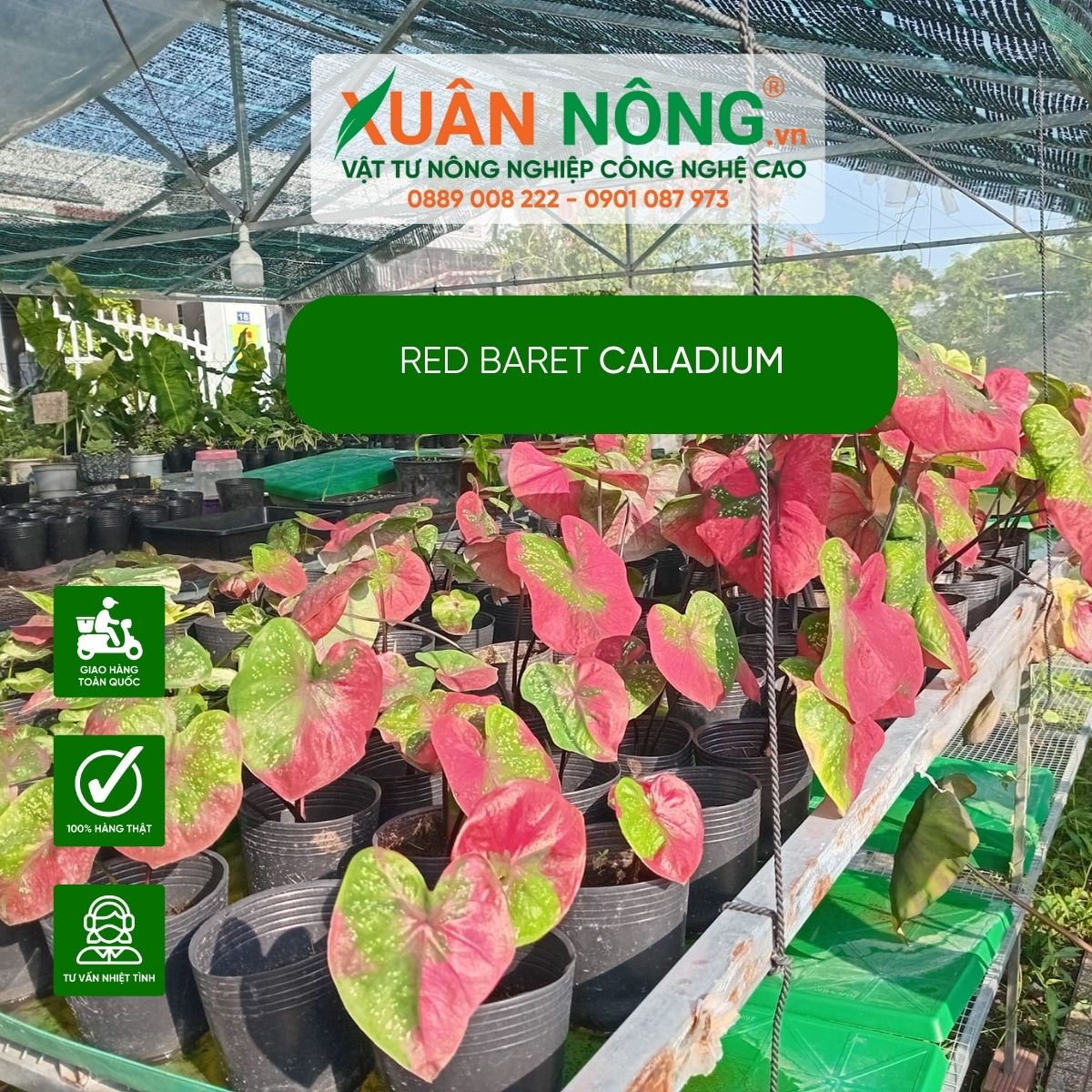 dac-diem-Red-baret-Caladium