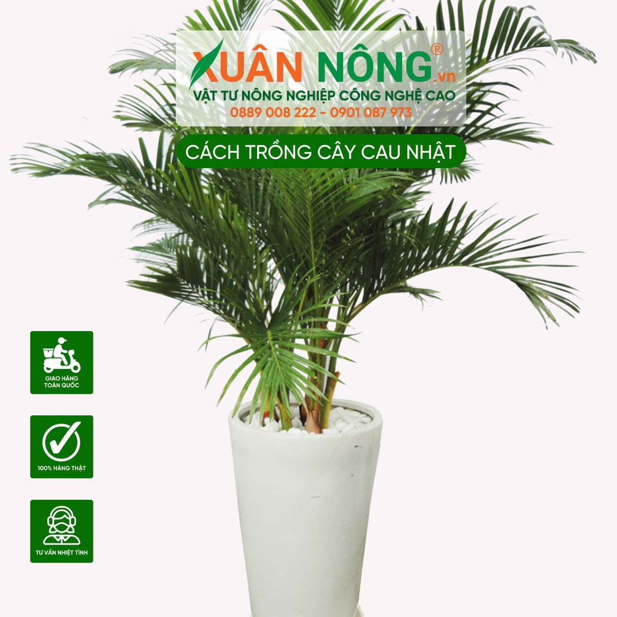 Đặc điểm cây Cau Nhật 