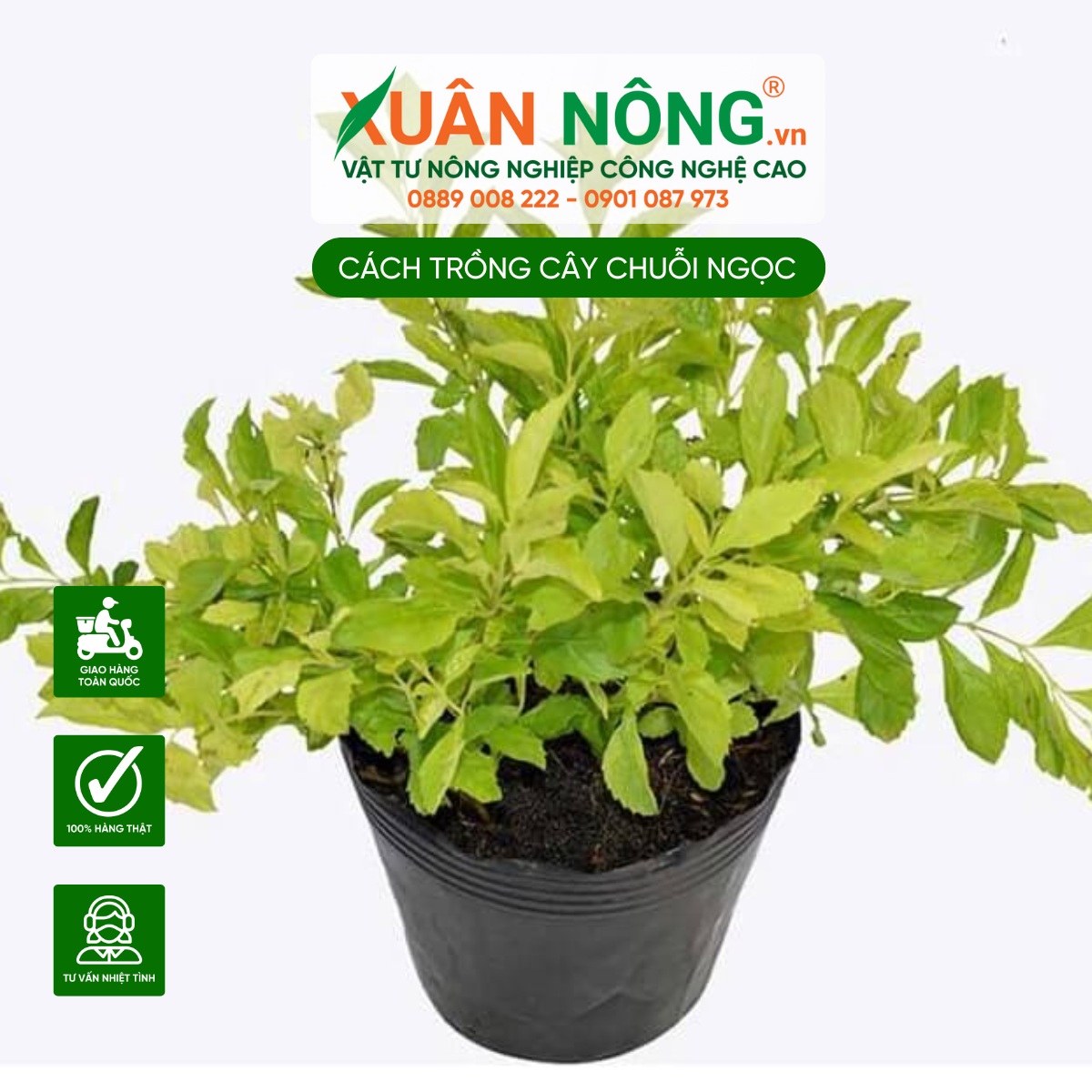 Đặc điểm cây Chuỗi Ngọc