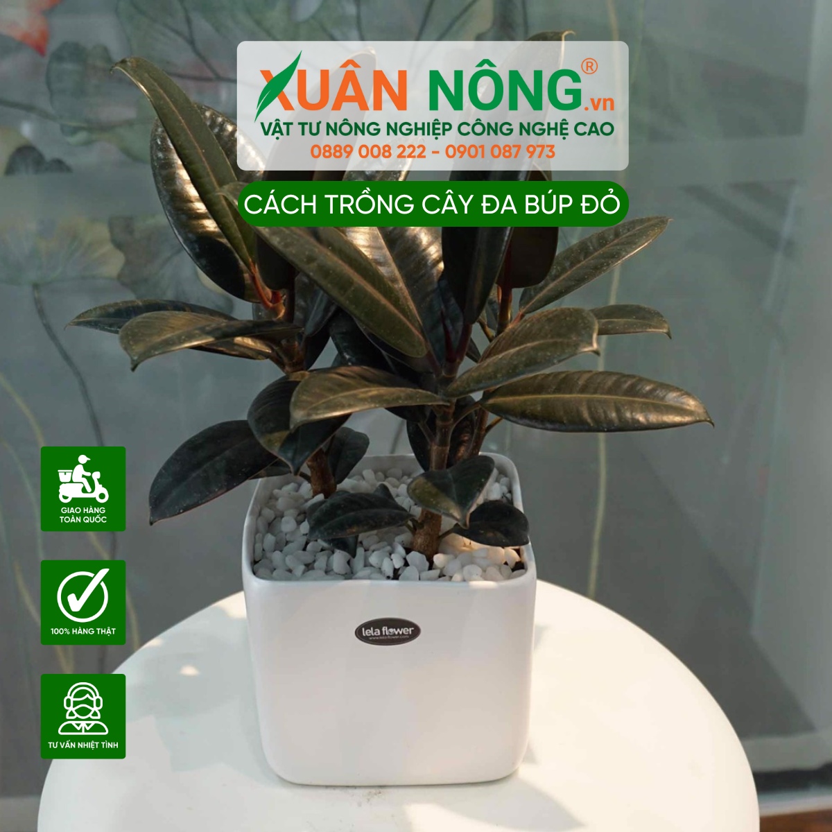 Đặc điểm cây Đa Búp Đỏ (Ficus elastica)