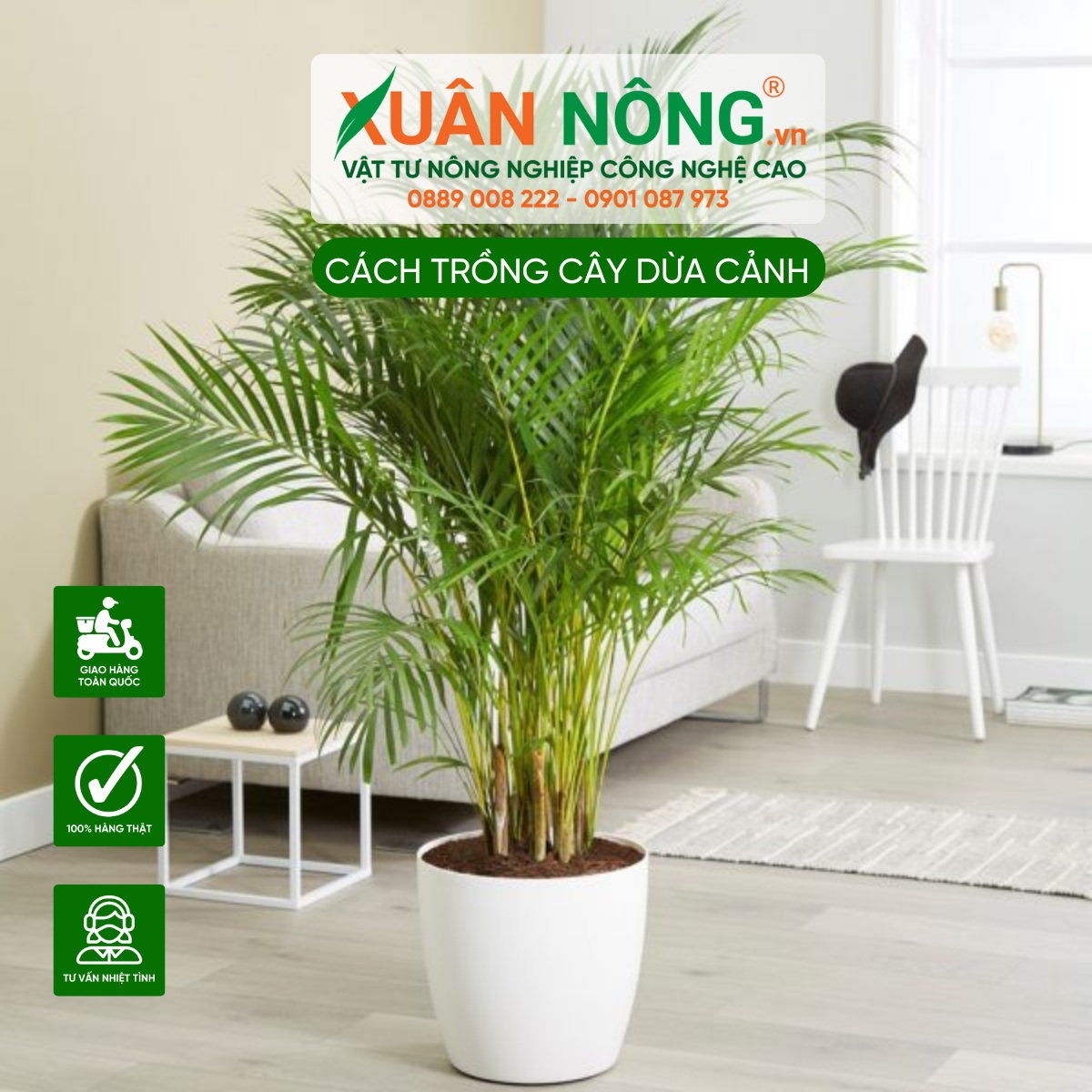 Đặc điểm cây Dừa Cảnh