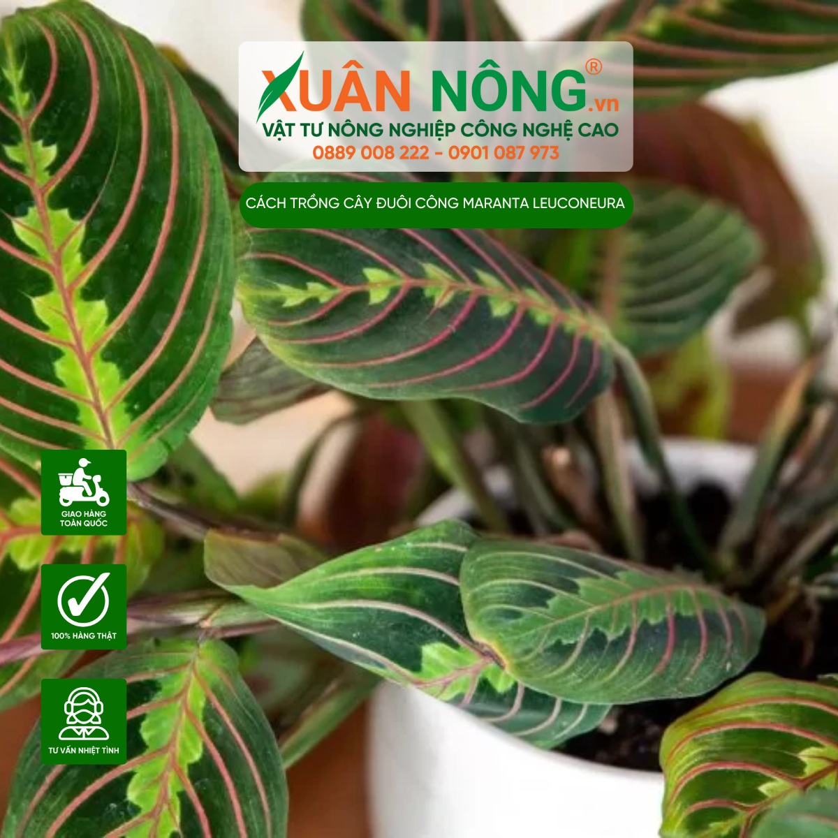 Đặc điểm cây đuôi công Maranta Leuconeura