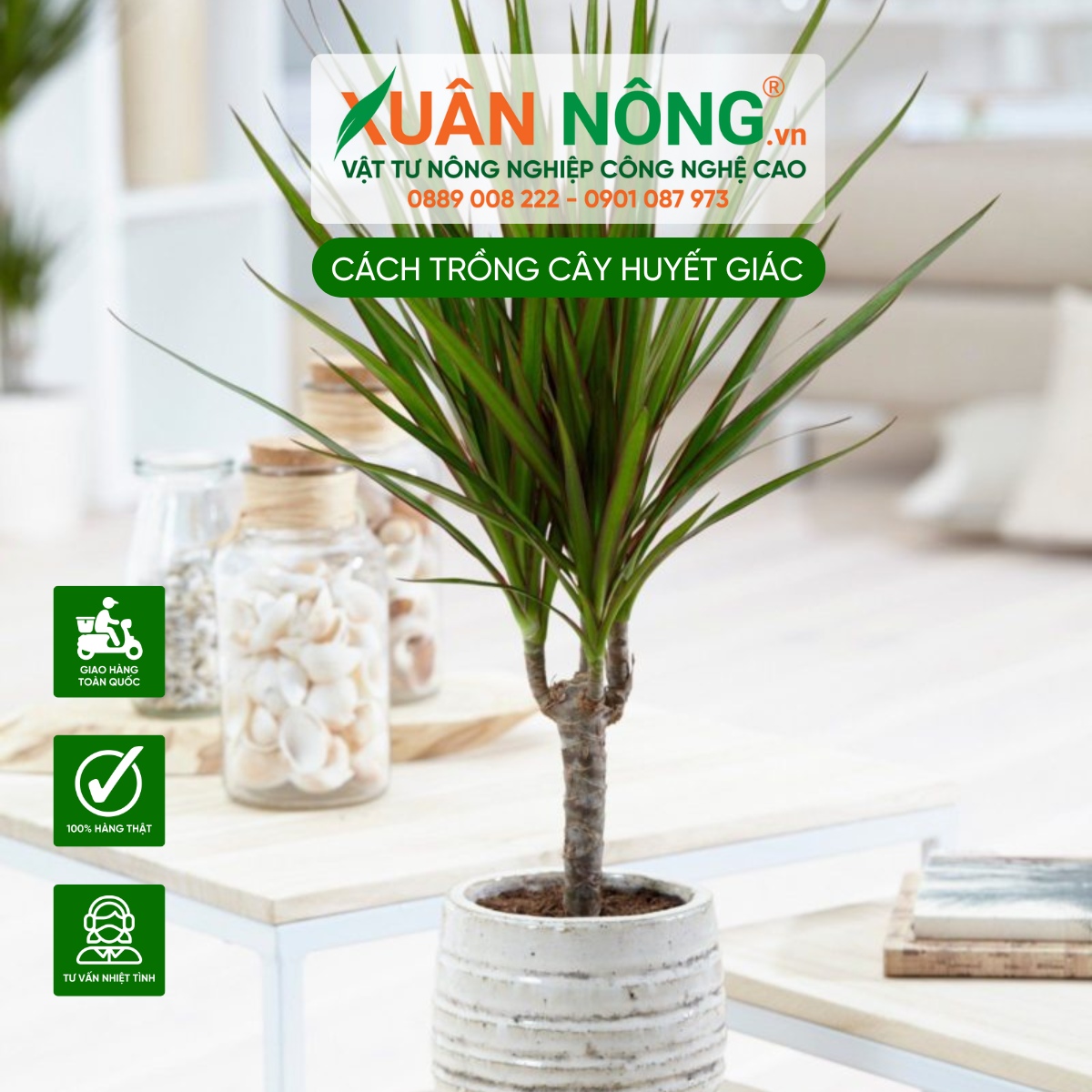 Cây huyết giác có những đặc điểm sau