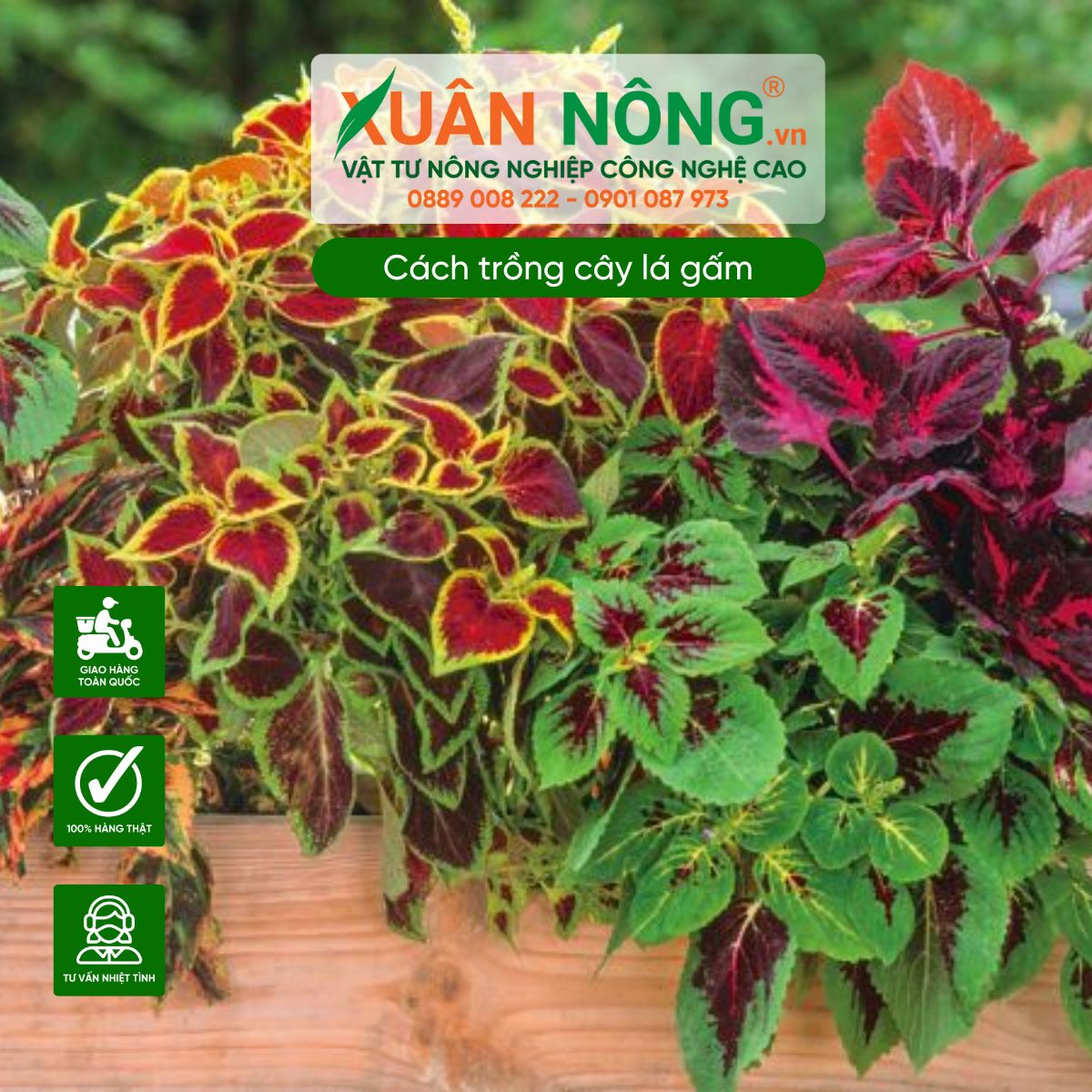 Đặc điểm cây lá gấm 