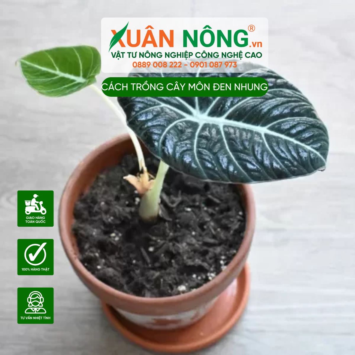 Đặc điểm cây Môn Nhung Đen (Alocasia Black Velvet)