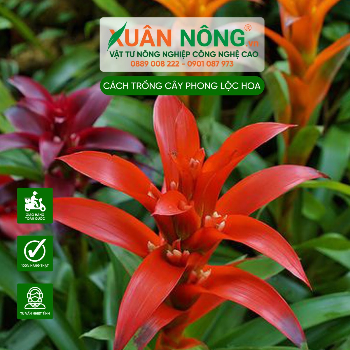 Đặc điểm cây Phong Lộc Hoa