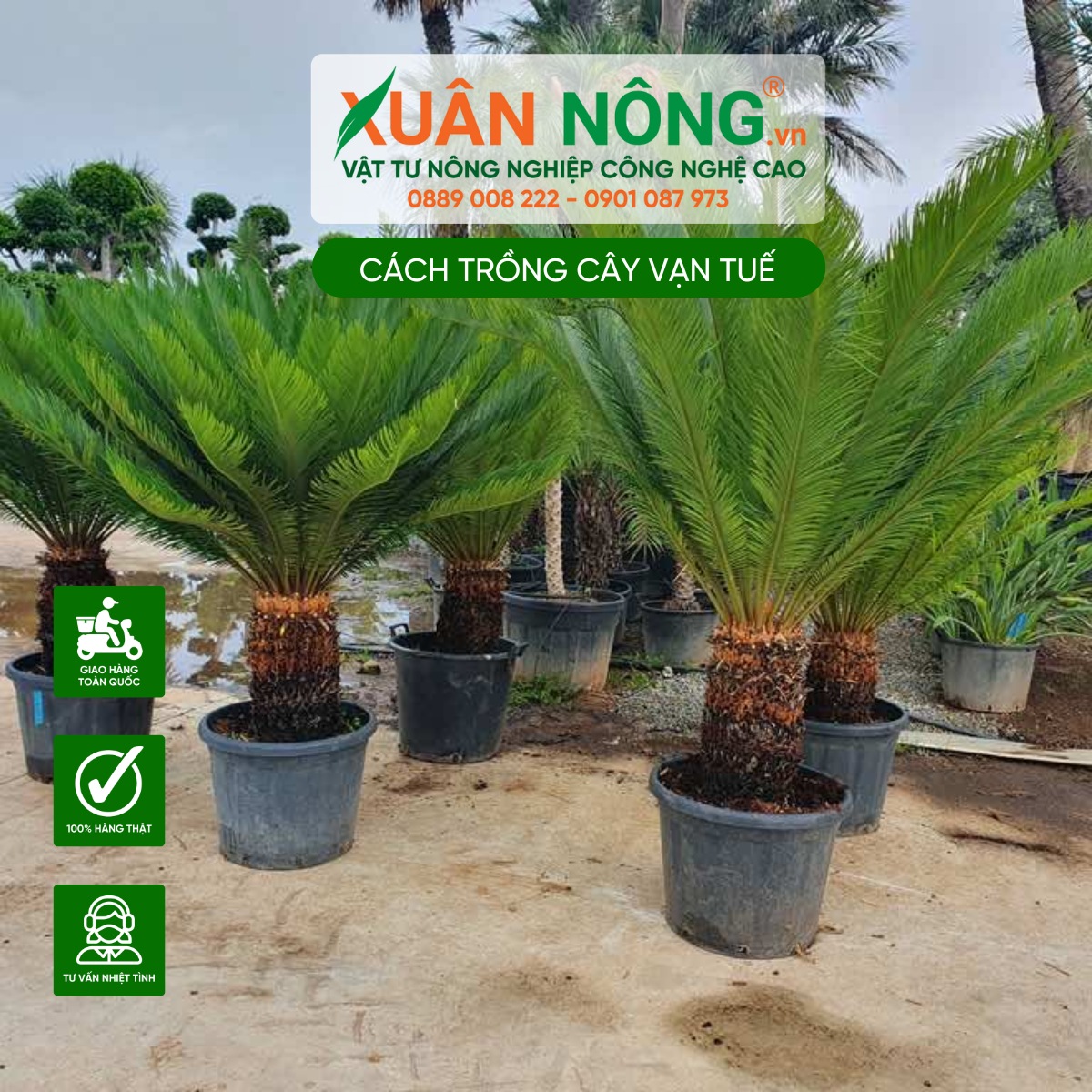 Đặc điểm cây Vạn Tuế