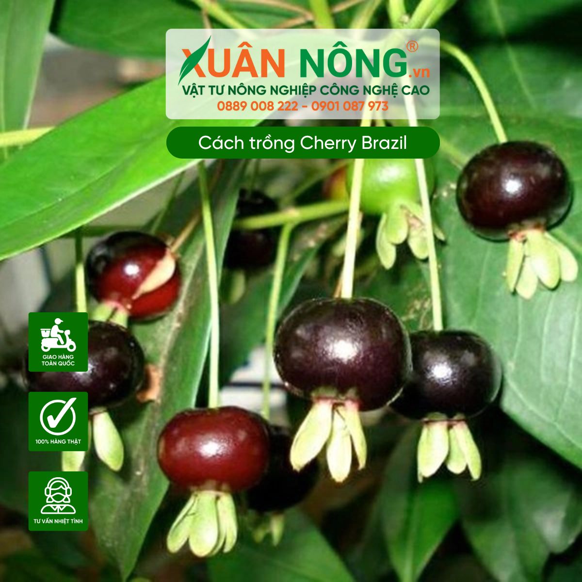 Đặc điểm Cherry Brazil