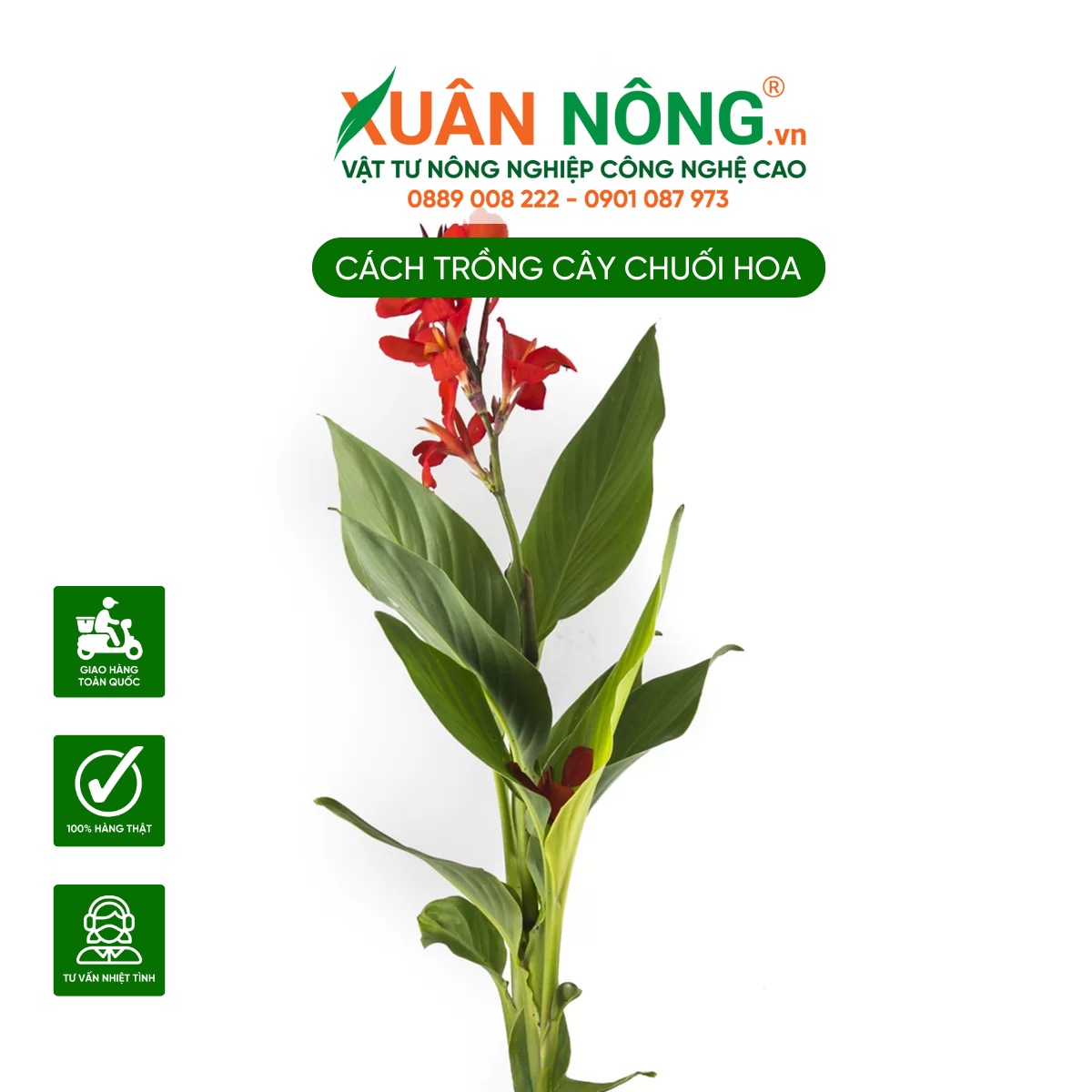 Đặc điểm của cây Chuối Hoa