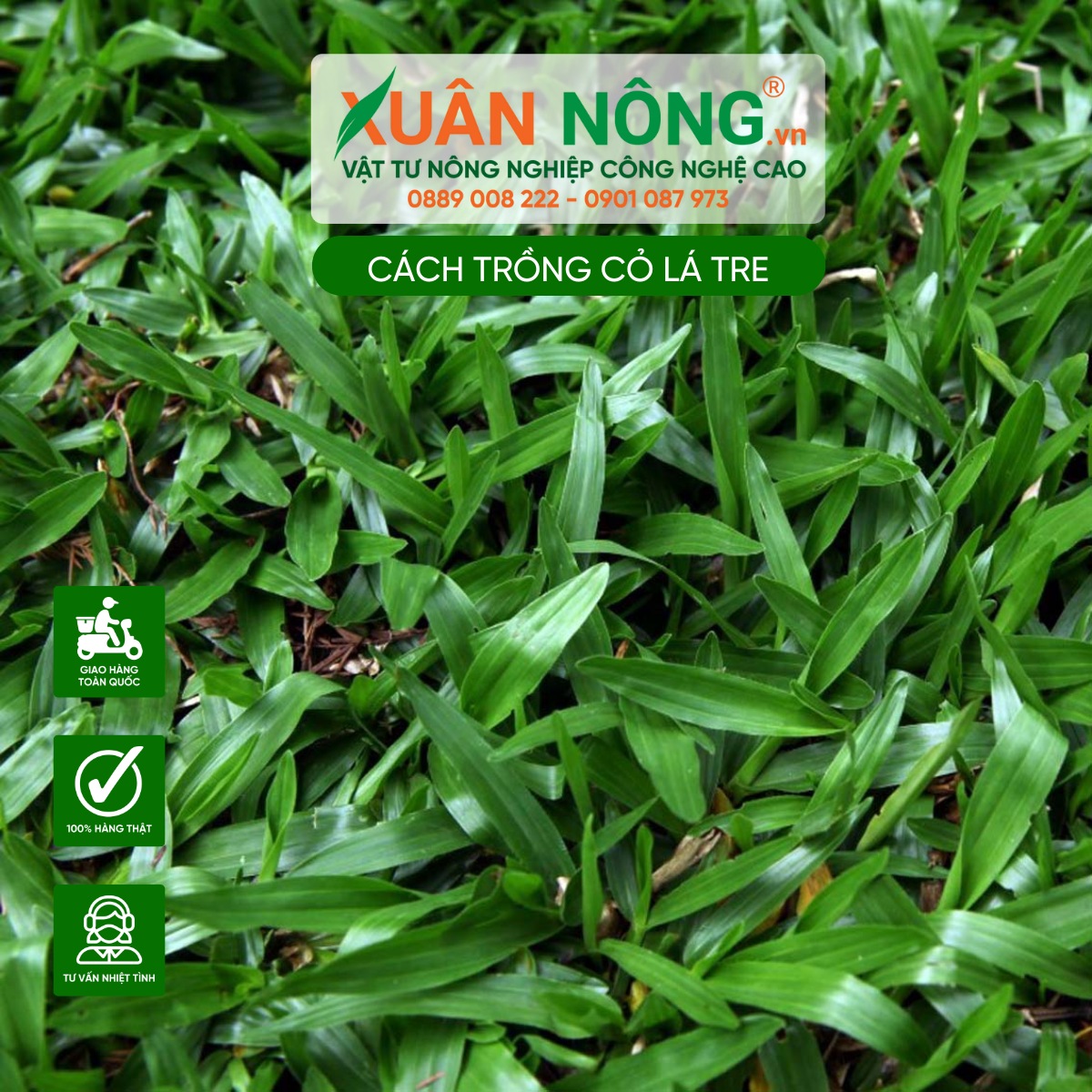 Một số thông tin về Cỏ Lá Tre