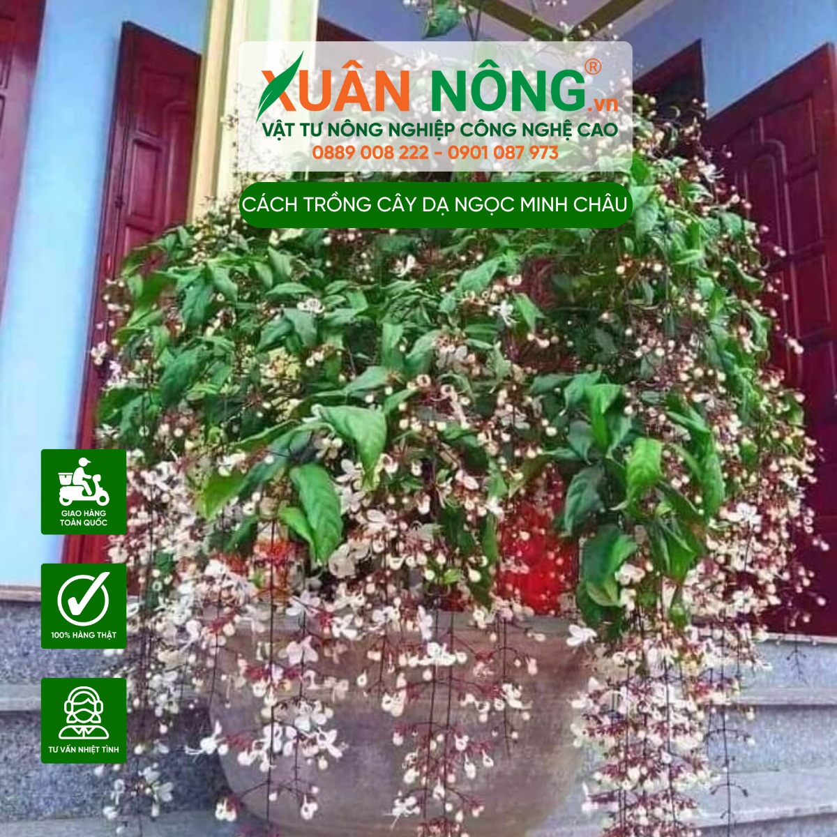 Đặc điểm hình thái