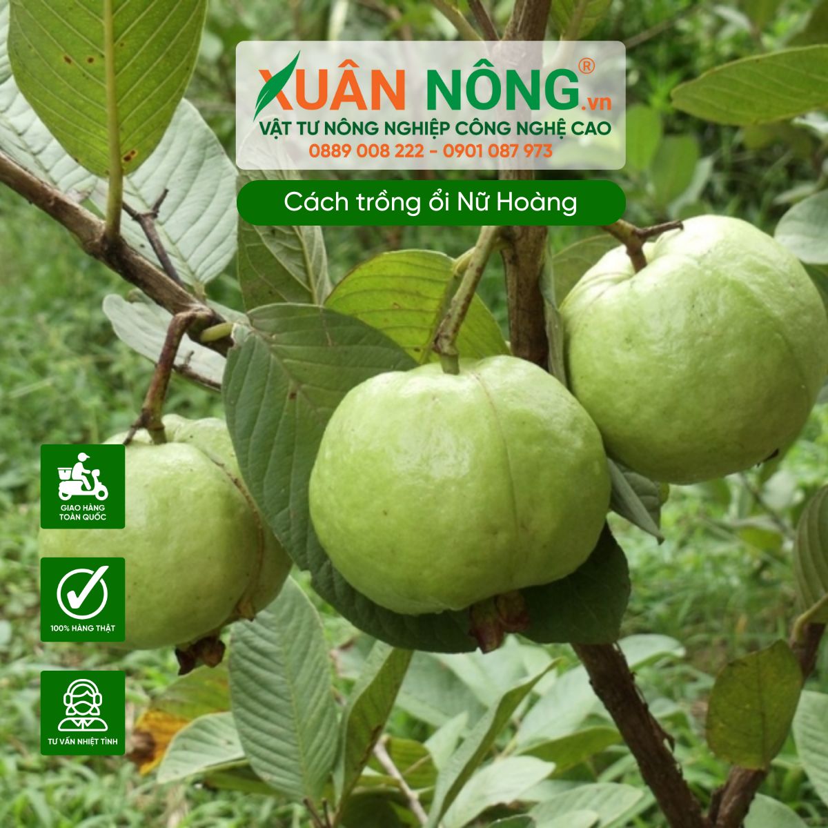 Đặc điểm cây ổi Nữ Hoàng