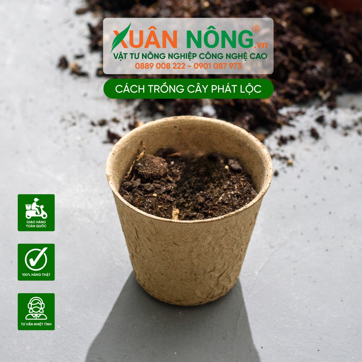 Chuẩn bị đất trồng cây Phát Lộc