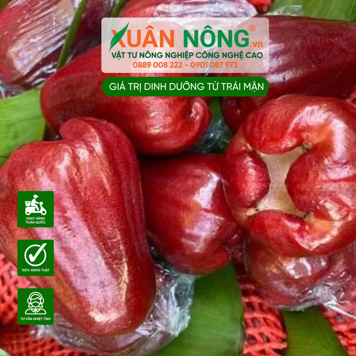 Trái mận - Kho báu dinh dưỡng phong phú